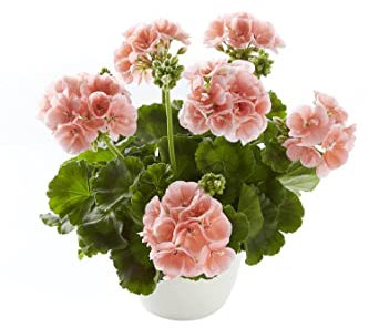 Geranio Natural Planta con Poca Necesidad de Agua y muy Resistente