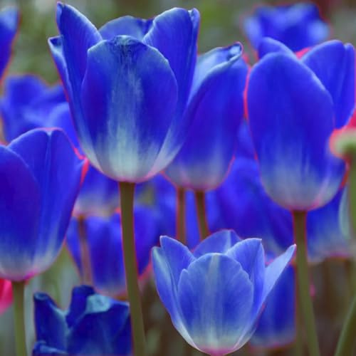Wunderschöne Tulpen mit seltenen Farben, winterhart, mehrjährig, pflegeleicht, Blickfang in Gärten und Innendekorationen-3 Wurzel-E