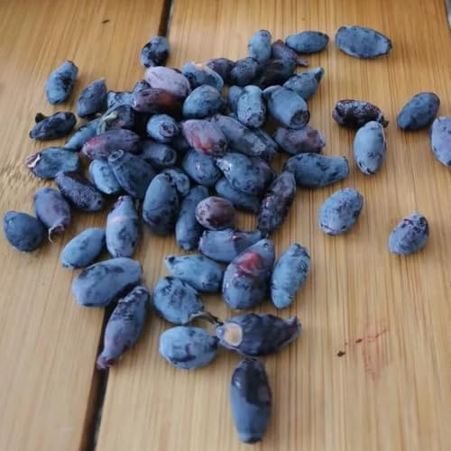Semi di Lonicera caerulea - Semi di mirtillo siberiano selvatici da giardino sementi biologiche acquistarere 30pcs