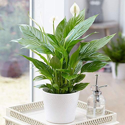 Spathiphyllum Giglio della Pace Piante da Interno - 1 x Giglio da appartamento da 9 cm