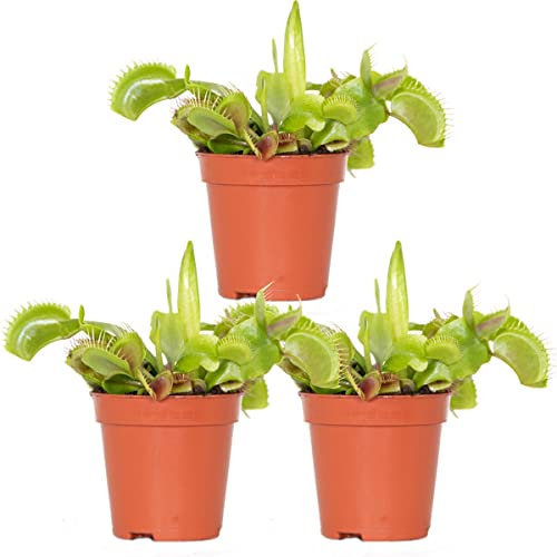 Dionaea Muscipula - Pack 3 Plantas - Venus Atrapamoscas - Plantas Carnívoras Naturales