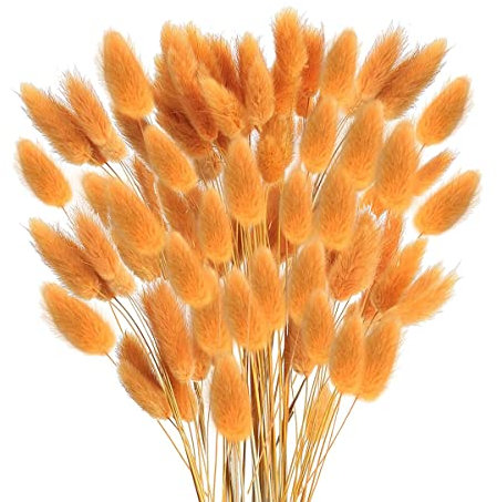 TORR 60 Piezas de Secas de OtoñO Colas de Conejo Secas Lagurus Ovatus Hierba de Cola de Conejo para Secas (Naranja)