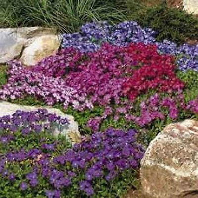 250 semi della roccia Crescione Aubrieti Reale Mix (perenne)