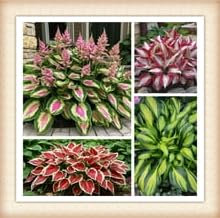 Wedding Flowers, Perennial, Ornamental Flowers, Hosta Bulbs Live, Hosta Plants for Sale, Easy Plant -6bulbs-c