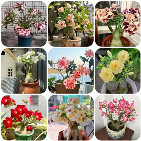semillas de rosa del desierto - balcón de en balcón Decoraciones otoñales un jardín resistente oficina hoja resistentes 10semillas