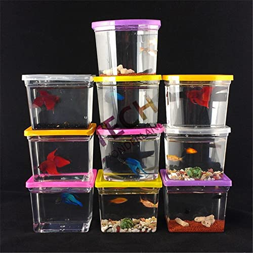 luckxuan Aquarium Buntes Betta Haus Rechteck Kampf mit Betta- Fischtank Aquarium- Wohnzimmer Büro-Büro-Desktop-Hauswarming-Geschenk Aquarien (Color : Color, Size : Arc Shaped)
