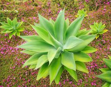 Seltene Foxtail Agave attenuata spineless Agaven Sukkulenten Aloe Pflanzensamen 15 Samen