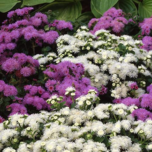 Ageratum houstonianum 'Dwarf Ball Mixed' Floss Flower Half-Hardy Annual Easy to Grow Your Own Outdoor Garden Flower Plants (Approx. 950 Seeds) by Thompson and Morgan
