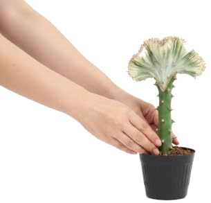 Euphorbia Lactea Cristata Cactus Coral para Salón DECOALIVE - Planta Natural en Maceta 12 cm de Diámetro y 20 cm de Altura