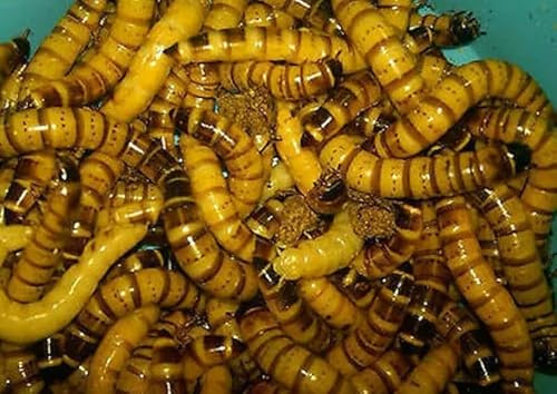 All Angles Creatures Live Superworms 100 Count — Feeder Insects for Reptiles, Birds, and Fish — High-Protein Feed, All Life Stages