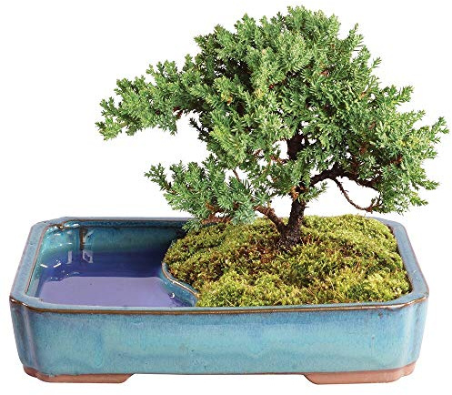 Brussel's Bonsai - Live Green Mound Juniper Bonsai Tree with Water Bonsai Pot, Outdoor Bonsai Tree Live Plant, 5 Years Old, 6-10 Inches Tall, Easy Care Bonsai for Patio Garden (Medium)