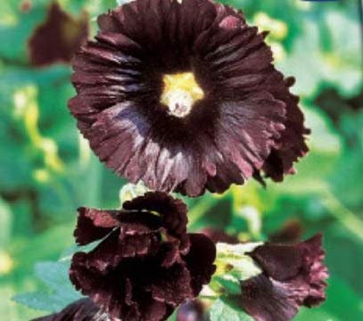 Pcs - 55x Rose Trémière Jet Noir Einzelblumig Jardin Plantes - Graines K326 - Seeds & Plants Shop by Ipsa