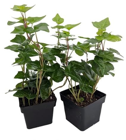 Hiedra | Pack 2 Plantas | Plantas Vivas de Interior y Exterior | Hiedra de Hoja Pequeña, Enana o Inglesa