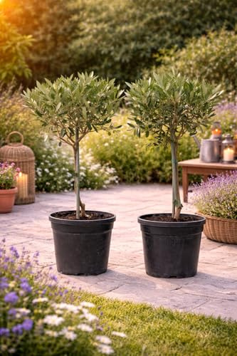 2er Set Olivenbaum Stämmchen 50-60 cm – Kleine Olivenpflanzen für Garten, Terrasse & Balkon – Winterhart, pflegeleicht & dekorativ