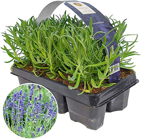 Lavender Angustifolia Fragrant Garden Plants for Borders Pots Container (6 Pack)