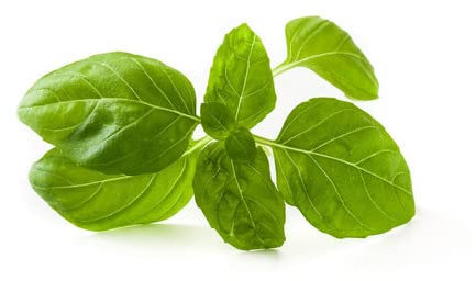 Semillas de Planta de Albahaca Genovesa de Hoja Grande Ideal para Pesto y Recetas Italianas