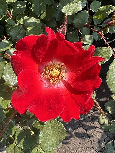 'Our Molly' - Eye-Catching Red Blooms with White Centre - Potted Shrub Rose