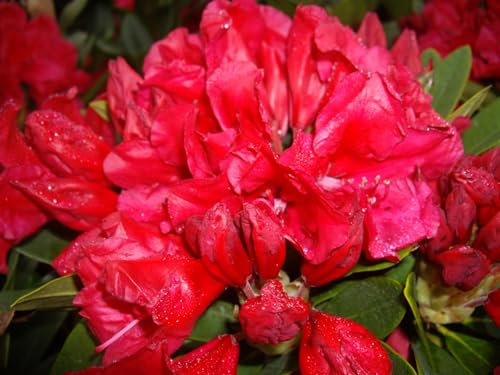 Rhododendron yakushimanum Hybride Toro Toro - Synonym Vampire - Ball Alpenrose - 30-40 cm