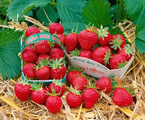 Fragaria 'Mara des Bois' 9x9 cm Topf – Winterhart, Mehrjährig, Pflegeleicht – Erdbeere – Beerenpflanze für Beet, Hochbeet & Balkon