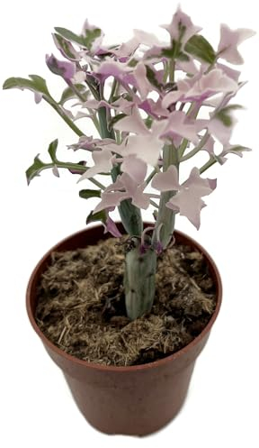 Fangblatt - Senecio articulatus f. variegatus – seltene Zimmerpflanze im Ø 9 cm Topf – pflegeleichte Sukkulente