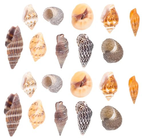 GARIOUANS 1 Schachtel Dekorative Kleine Muscheln Naturmaterialien für Diy Bastelarbeiten und Aquarien Wohnaccessoires und Dekorationen