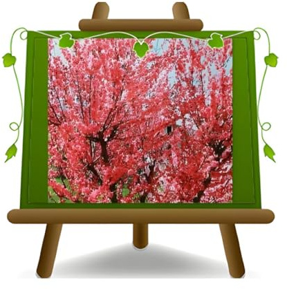 EURO PLANTS VIVAI Pesco da Fiore Rosso (rosato) Età 4 Anni | Pianta Ornamentale - su Vaso da 26 cm - Altezza 180~200 cm.