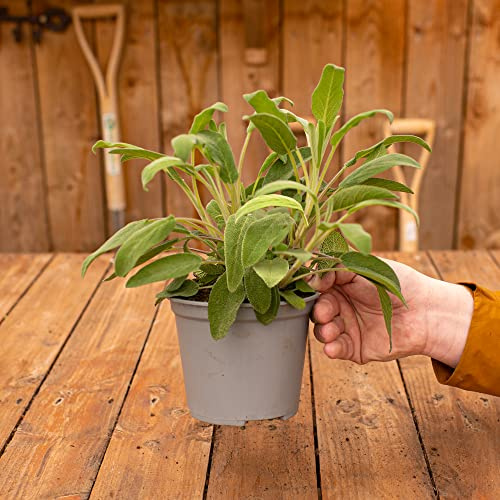 Salvia Officinalis - Salbeibusch | Küchenkräuter | Gemüsegartenpflanze | Kulinarische Küche Frische Kräuter selbst anbauen