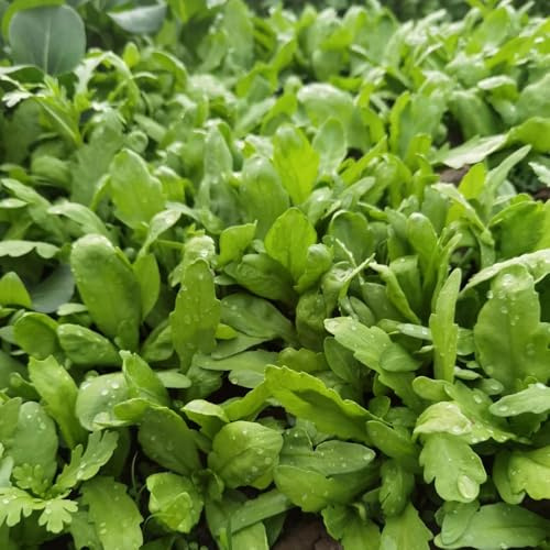 semillas de crisantemo comestibles, de jardín Semillas de crisantemo coronarium, semillas de viejas 200pcs