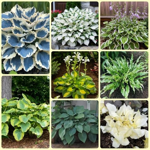Semi di Hosta, da giardino Hosta plantaginea, esotiche da balconeino 600pcs