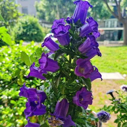 semi di campanula campanula - biologici per aiuola to perenni decorativi resistenti da balcone da giardino, 200pcs