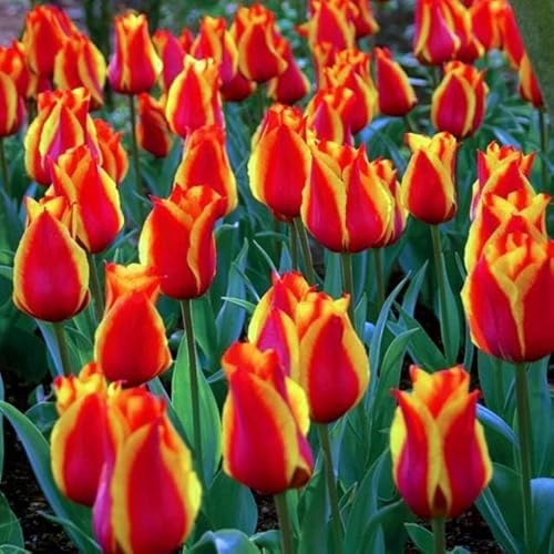 Niedrige Kleinwüchsige Tulpen Tulpenzwiebeln Onion Farbe Sorte zur Auswahl Knollen winterhart mehrjährig Tulpe (Greiga-Cape Cod-5 Stk.)