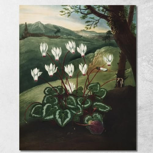 Il Ciclamino Persiano del Tempio di Flora Robert John Thornton, rjt24 Quadro Stampato su Tela Fine Art, Intelaiato Pronto da Appendere, assemblato a Mano, 90x72 cm