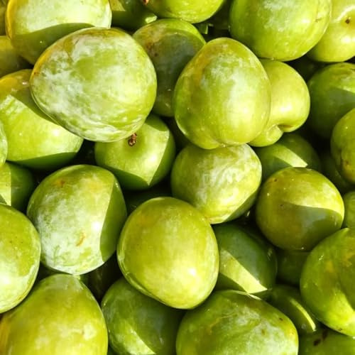 Pflaumenbaum, balkonpflanzen alte sorten obstbäume kaufen balkongewächshäuser säulenobst exotische säulenobstbäume seltene zwergobstbäume winterhart steingartenpflanzen obstbaum 65Samen