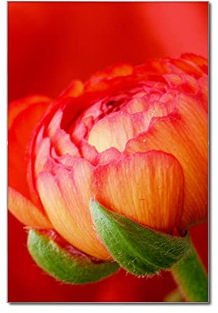 banjado Glas Magnettafel (40 x 60cm) - Magnetwand Glas - Magnetpinnwand als Memoboard - Pinnwand Magnettafel Küche, Büro, Kinderzimmer - Ranunkel