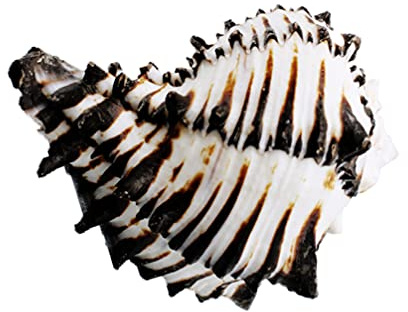 HEALLILY Grands Coquillages Naturels Énormes Océan Conque Bricolage Nautique Océan Mer Murex Coquillages pour Maison Maison de Mariage Décoration de Poisson Réservoir Vase