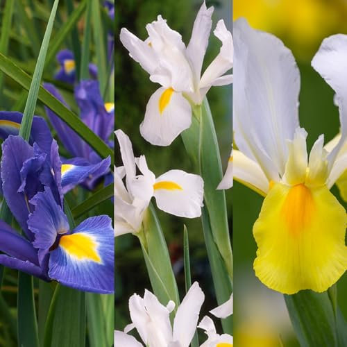 Carbeth Plants - 75 x Iris Spring Bulb Mix - Mixed Spring Summer Flowering Perennials - UK Hardy Low Maintenance Pollinator Friendly - Grow in Beds, Borders and Patio Pots