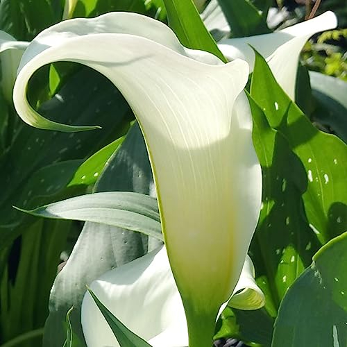 Zierblumen,Calla Pflanze Zwiebeln,Winterharte Zwiebeln,eltene Pflanzen,Hochzeitsblumen,Perfekte Schnittblumen,Calla-Zwiebeln,SLebende Pflanzen,Natürlich-10 Zwiebeln-C