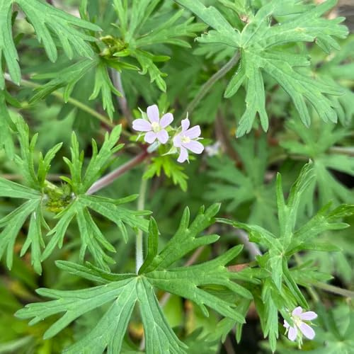 storchschnabel, bio storchenschnabel kaufen bodendecker gartenkräuter blumenwiese, gartendeko für draußen zimmerbonsai 20samen