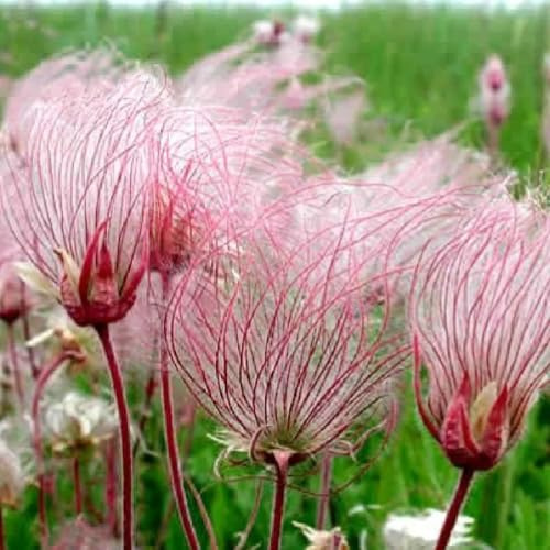 prairie smoke herbstblumen winterhart prairie smoke bodendecker winterhart mehrjährig zimmerbonsai mehrjährig, kräutersamen wildkräuter 60samen