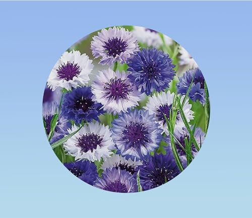 500 graines de centaurée des champs 'blue shades' (bleuet) - fleur sauvage aux nuances de bleu profond - annuelle mellifère pour bouquets