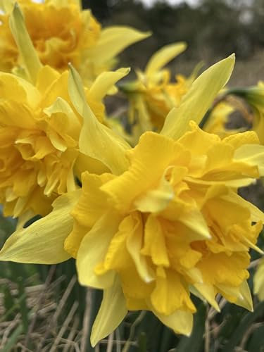 10 x Narcissus Double 'Dick Wilden' Daffodil Bulbs (Shipping UK)
