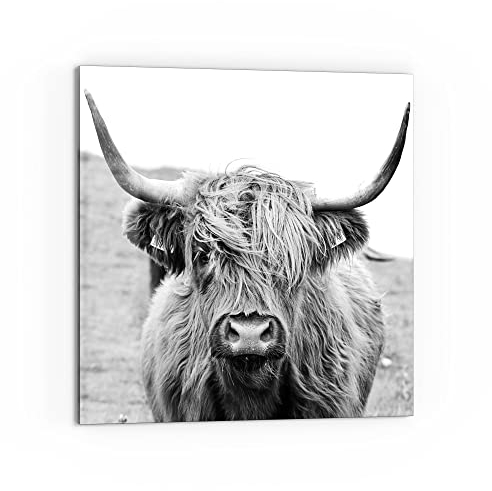 DEQORI Küchenrückwand Glas | Motiv Zotteliges Hochlandrind | 60x60 cm | Bad- oder Herd-Rückwand | Herdblende Spritzschutz für Küche & Badezimmer | Moderne Deko für Fliesenspiegel