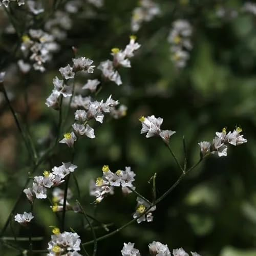 Semi di lavanda di mare perenni, semi di Limonium sinensis, semi di regali da giardino per le donne decorazione da giardino per esterni vecchie varietà 350pcs