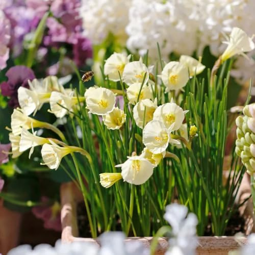 8bulbi da narcisi - resistenti, narcisi perenni resistenti, rustiche da giardino da balcone esotiche