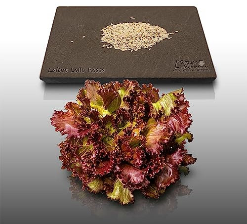 500 graines à semer - Le Grenier d'Abondance - LAITUE A COUPER Lollo Rossa - Lactuca sativa