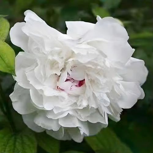 100 pièces Graines de Pivoine, Graines Fleurs à Semer, Graine a Planter, Graines de Fleurs pour Jardin et Balcon, Facile à Cultiver (Q)