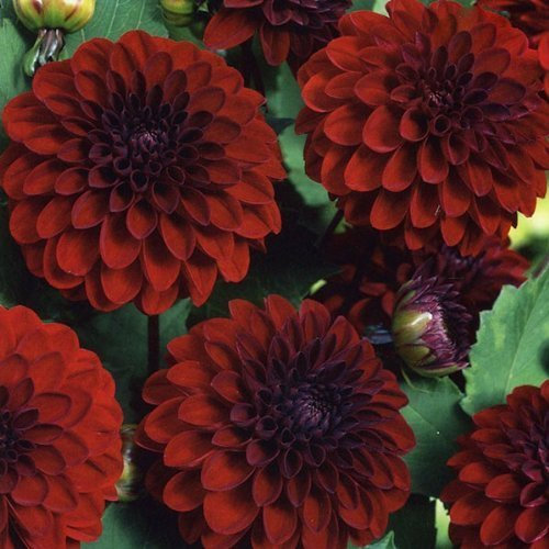 Decorative Dahlia 'Night Queen' WPC. Prins Quality Bulbs & Tubers