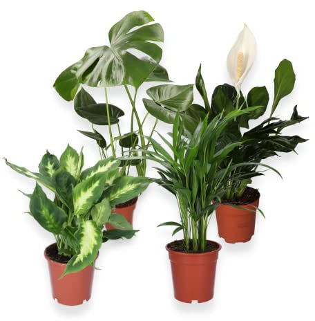 4er-Pflanzenset, Monstera & Dieffenbachia & Spathiphyllum & Areca, 40-45cm, ø 12-15cm Topf, Pflanzen für Wohnung und Büro, Qualität vom Pflanzen Profi, Schneller Pflanzenversand, Raumbegrünung
