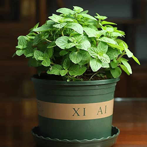 Saterkali Semi di Menta, 50 Pz/Borsa Semi di Menta Tolleranti al Calore Sole Preferito Piantine Decorative di Menta Bonsai per Giardino Semi di Menta