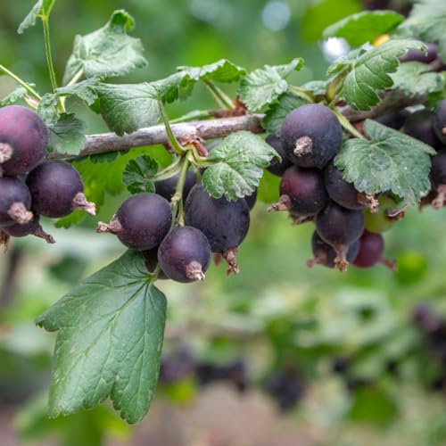 Carbeth Plants - 2 x Jostaberry Bush Ribes x Nidigrolaria in 9cm Pot. Gooseberry/Blackcurrant Hybrid Fruit Plant for Outdoor. Produces Large Shiny Black Berries During The Summer, 2x9cm Potted Plant